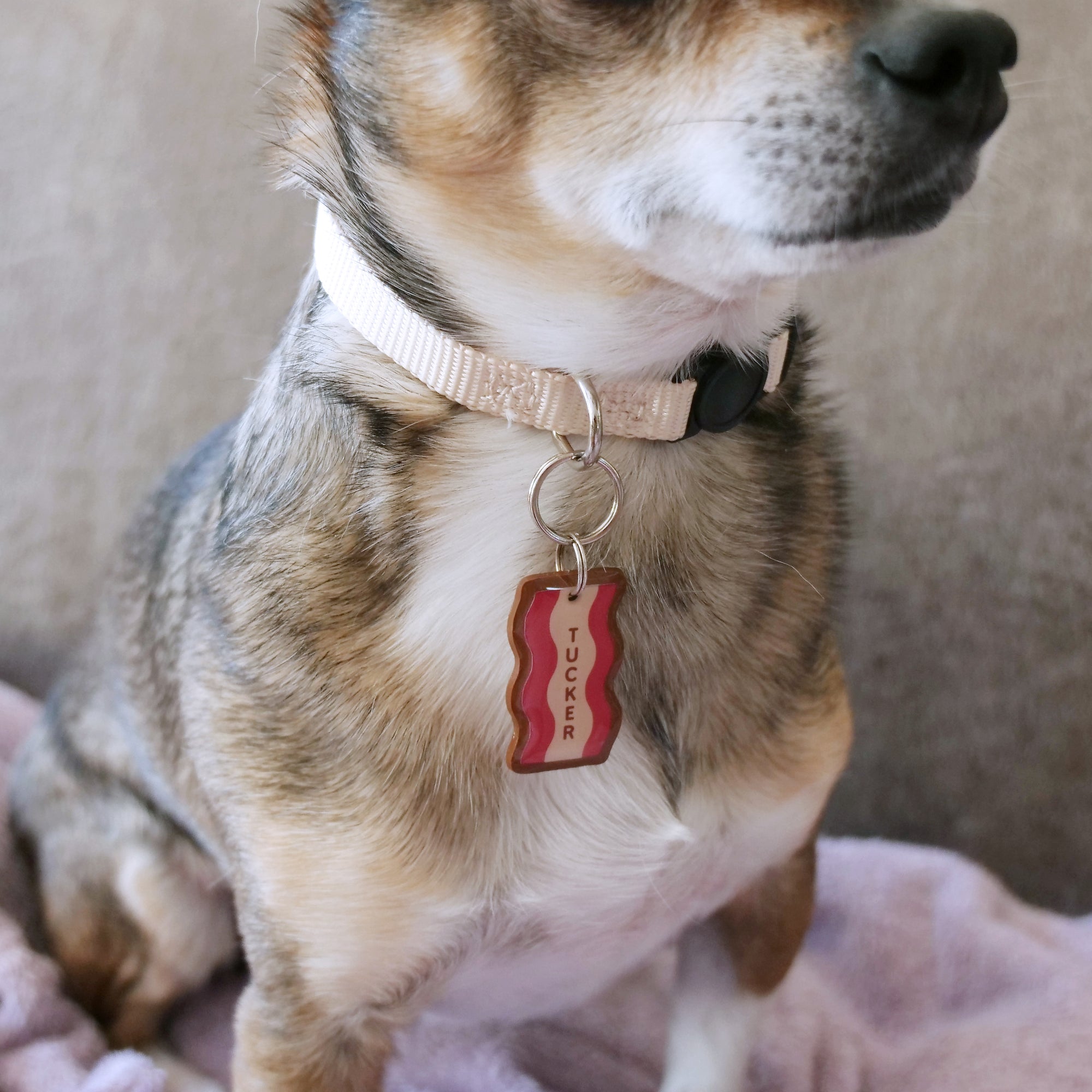 Bacon Pet ID Tag - Pixsqueaks