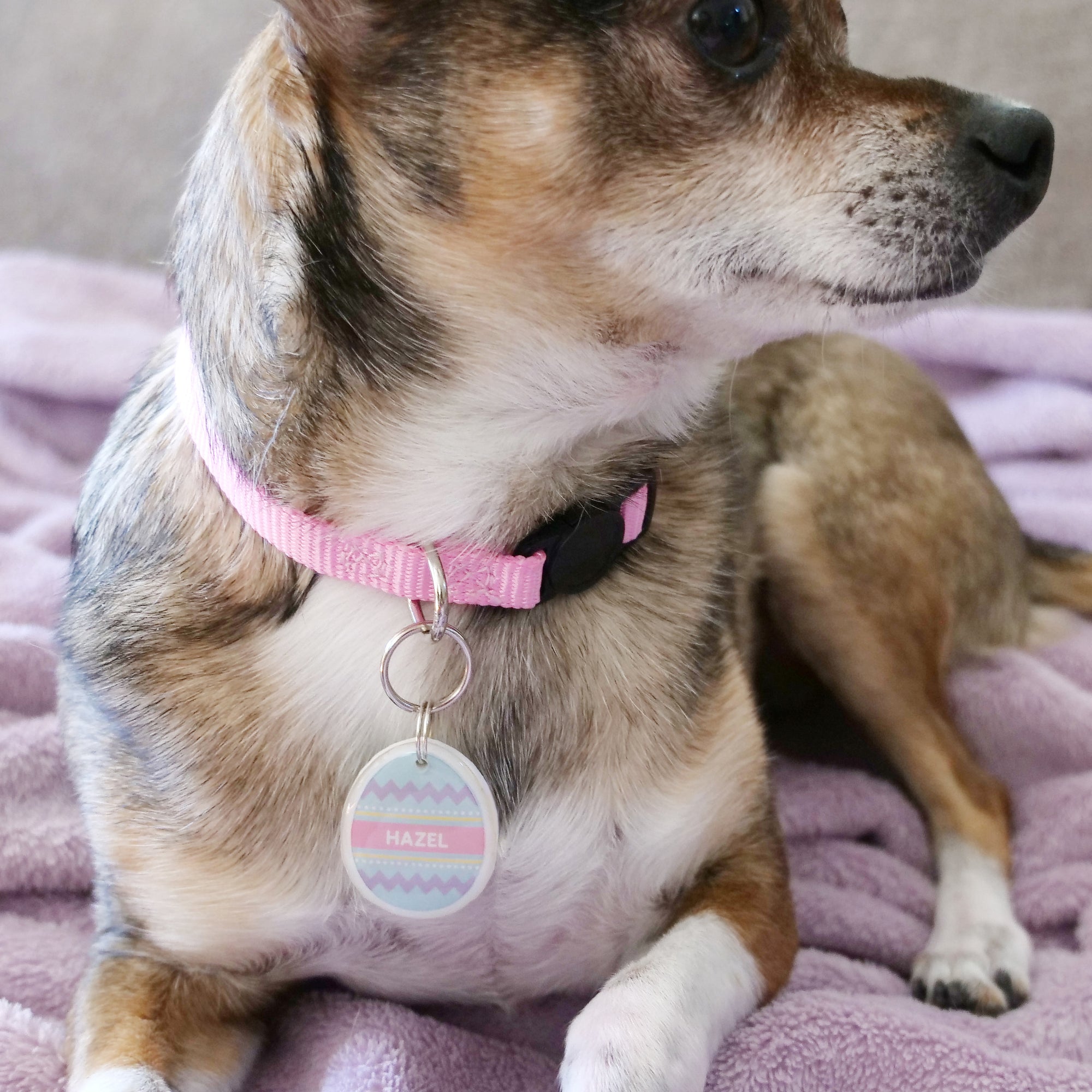 Easter Egg Pet ID Tag - Pixsqueaks