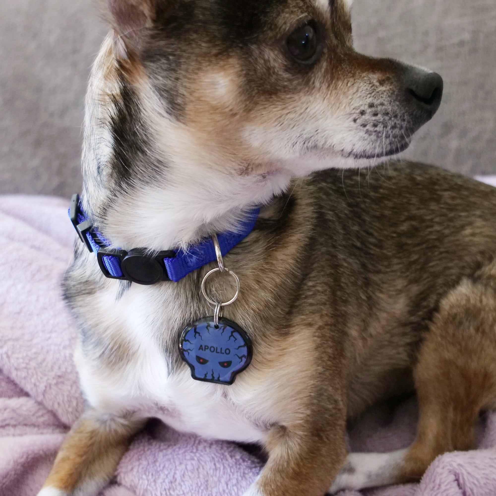 Evil Skull Pet ID Tag - Pixsqueaks
