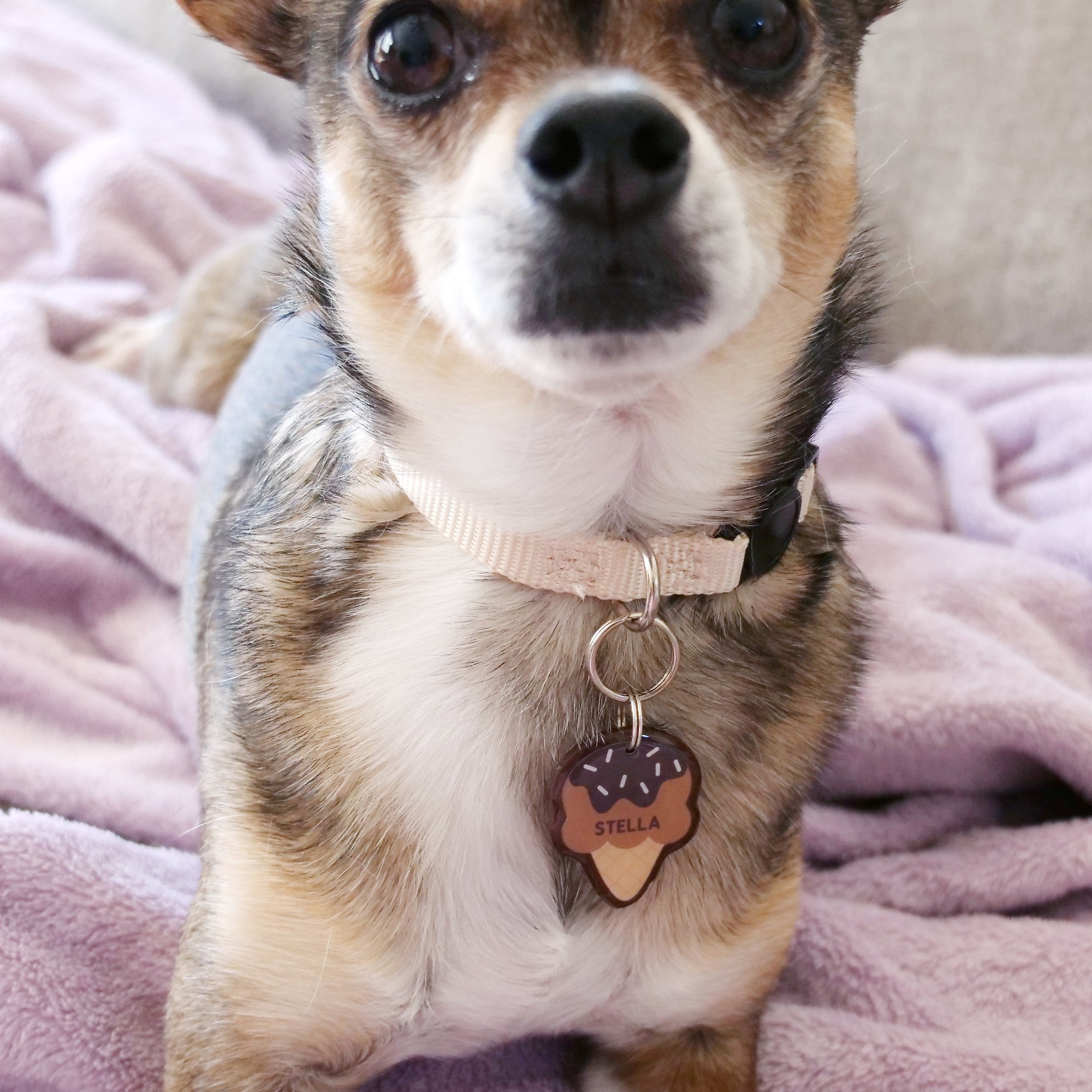 Ice Cream Pet ID Tag - Pixsqueaks