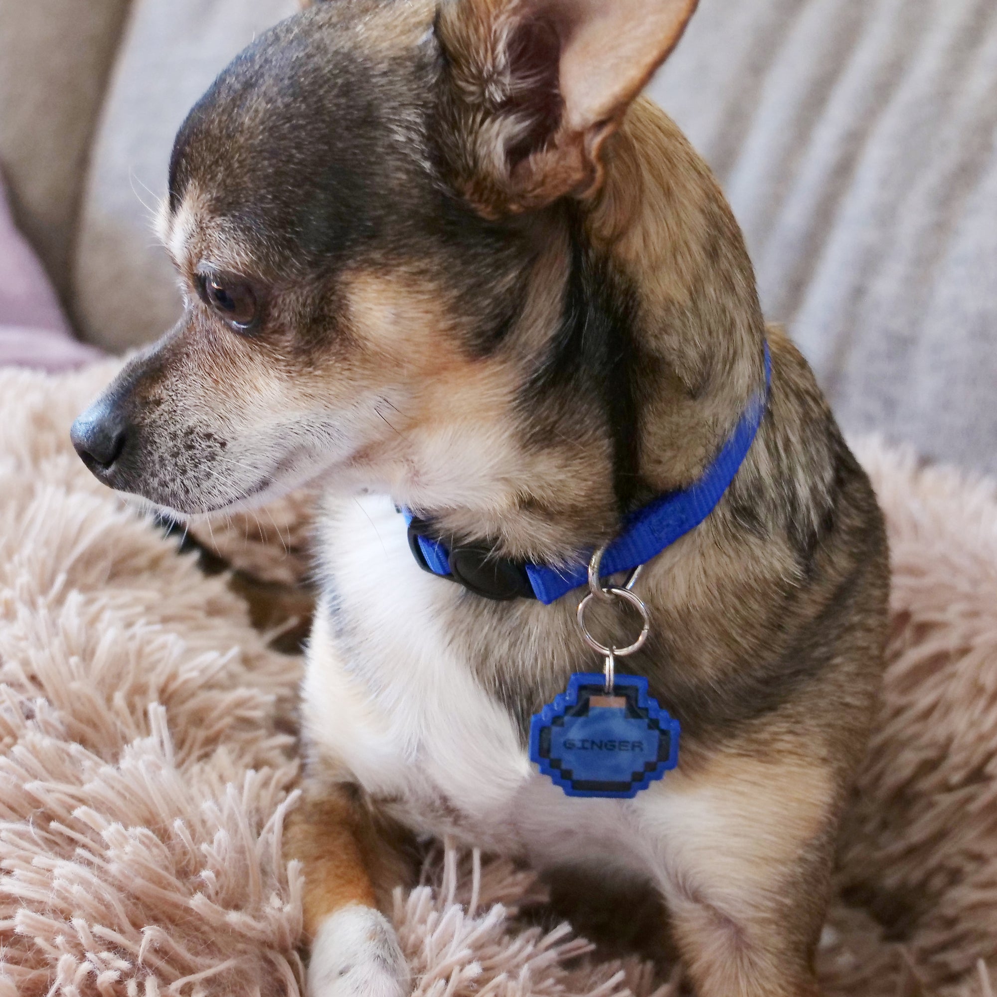 Pixel Potion Pet ID Tag - Pixsqueaks