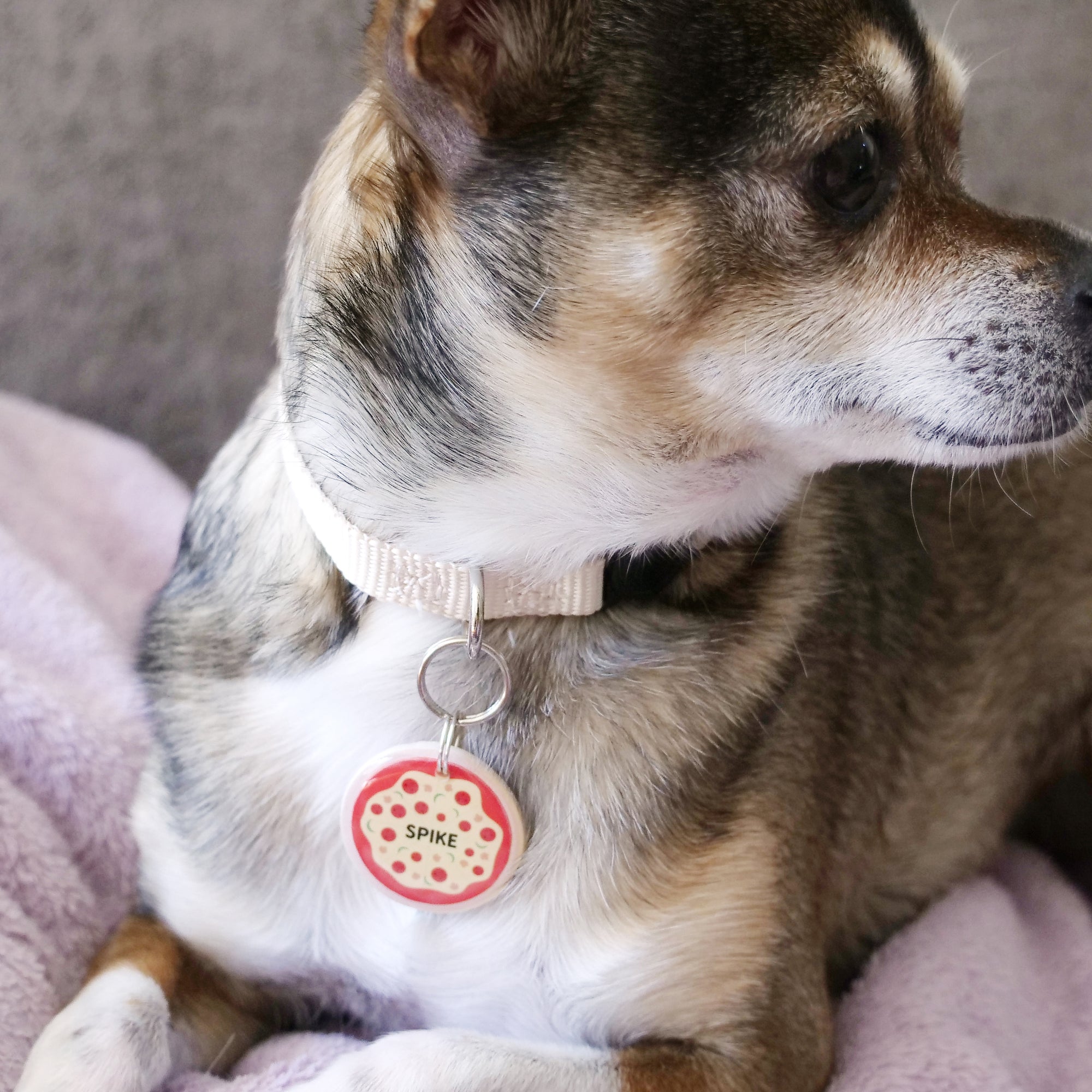 Pizza Pet ID Tag - Pixsqueaks