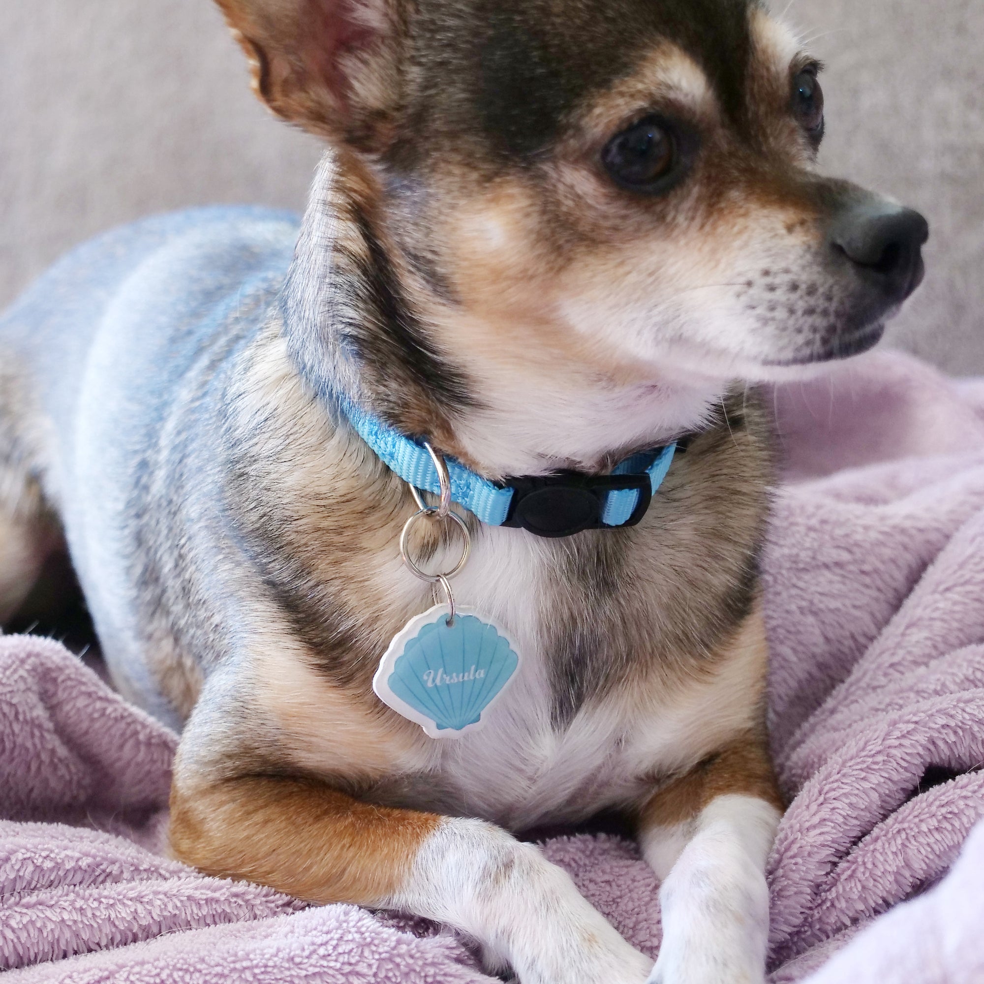 Seashell Pet ID Tag - Pixsqueaks