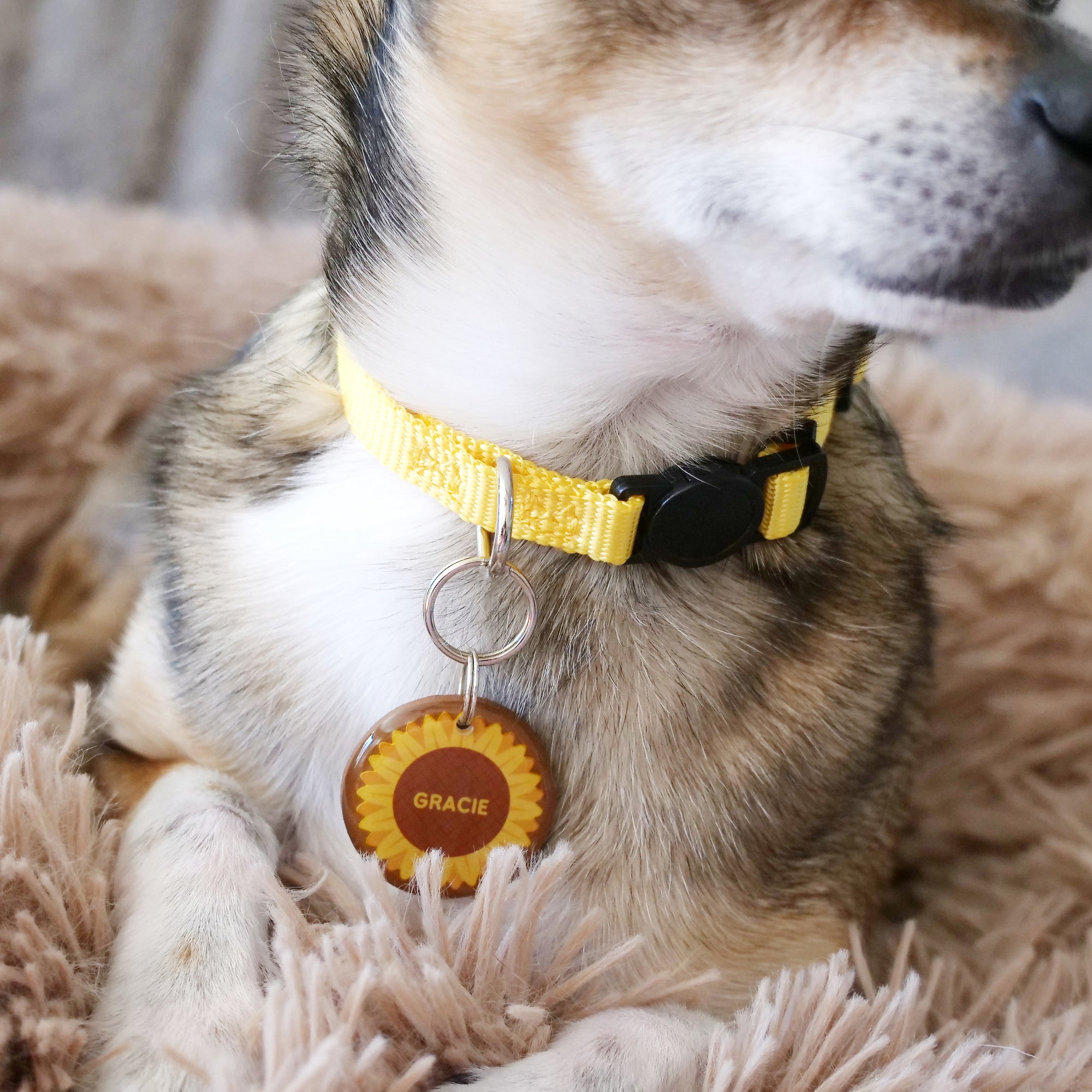 Sunflower Pet ID Tag - Pixsqueaks