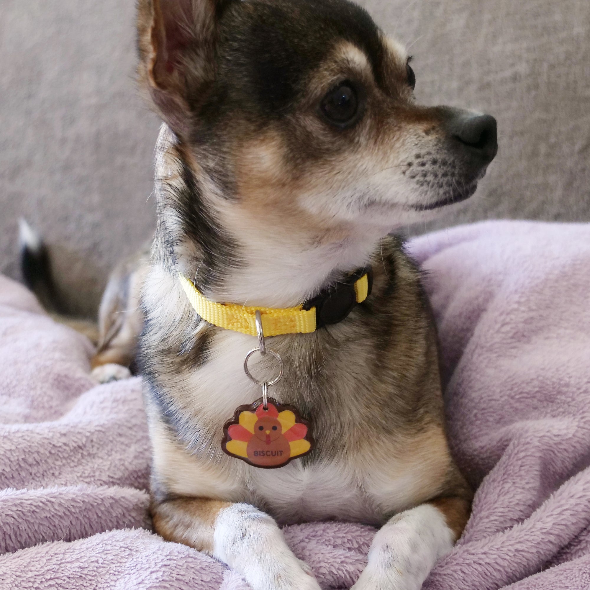 Turkey Pet ID Tag - Pixsqueaks