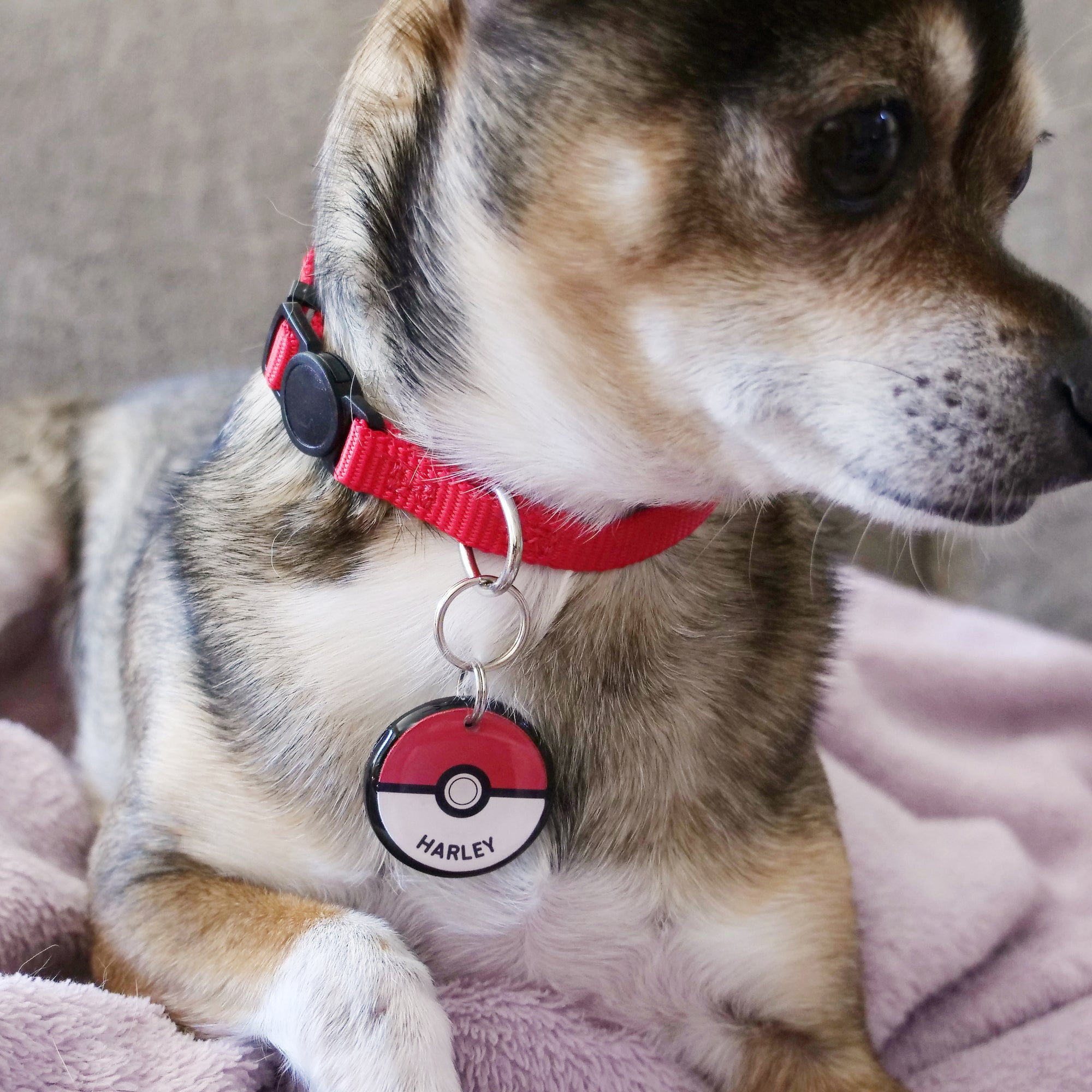 Catch 'Em Ball Pet ID Tag