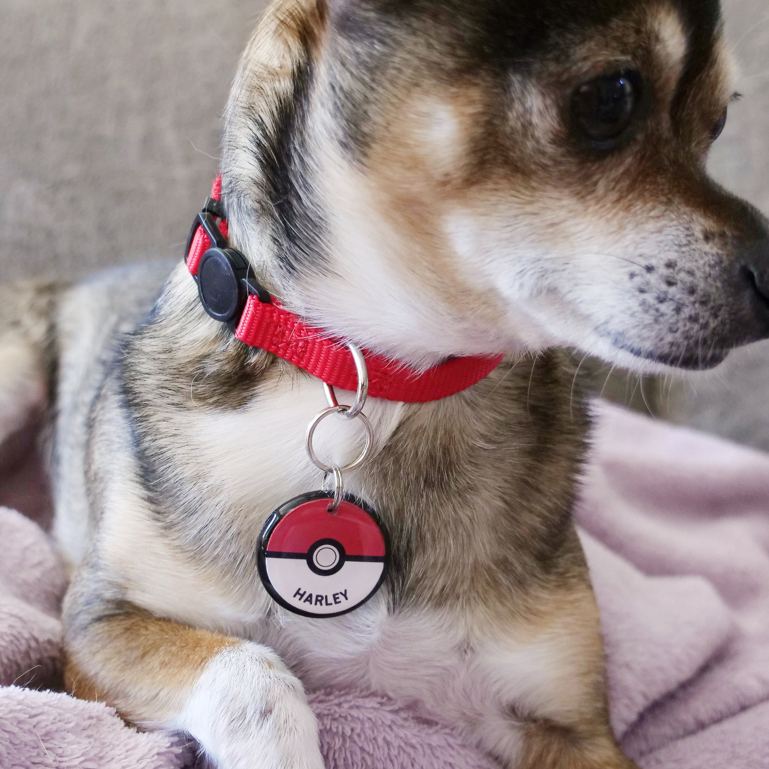 Catch 'Em Ball Pet ID Tag