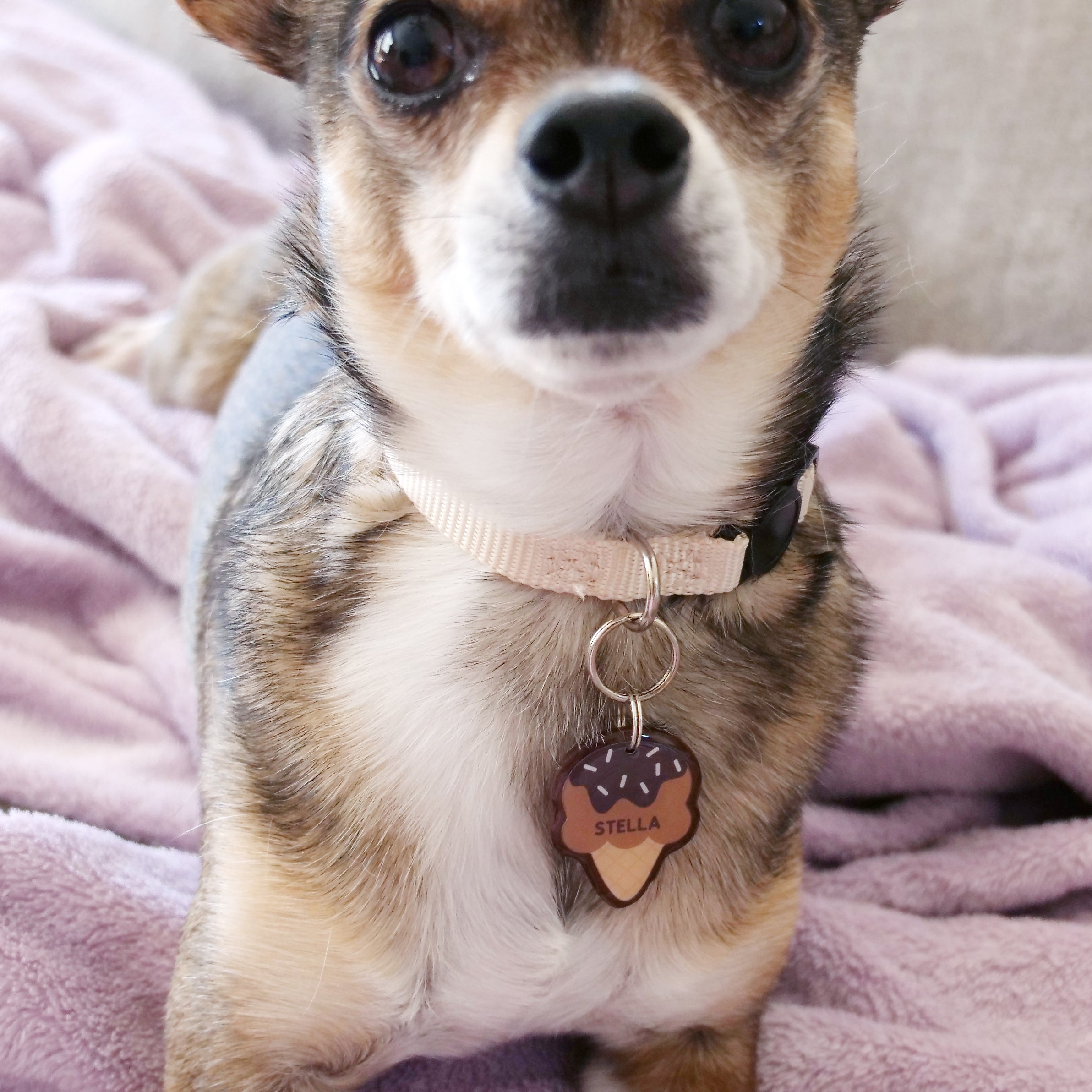 Ice Cream Pet ID Tag - Pixsqueaks