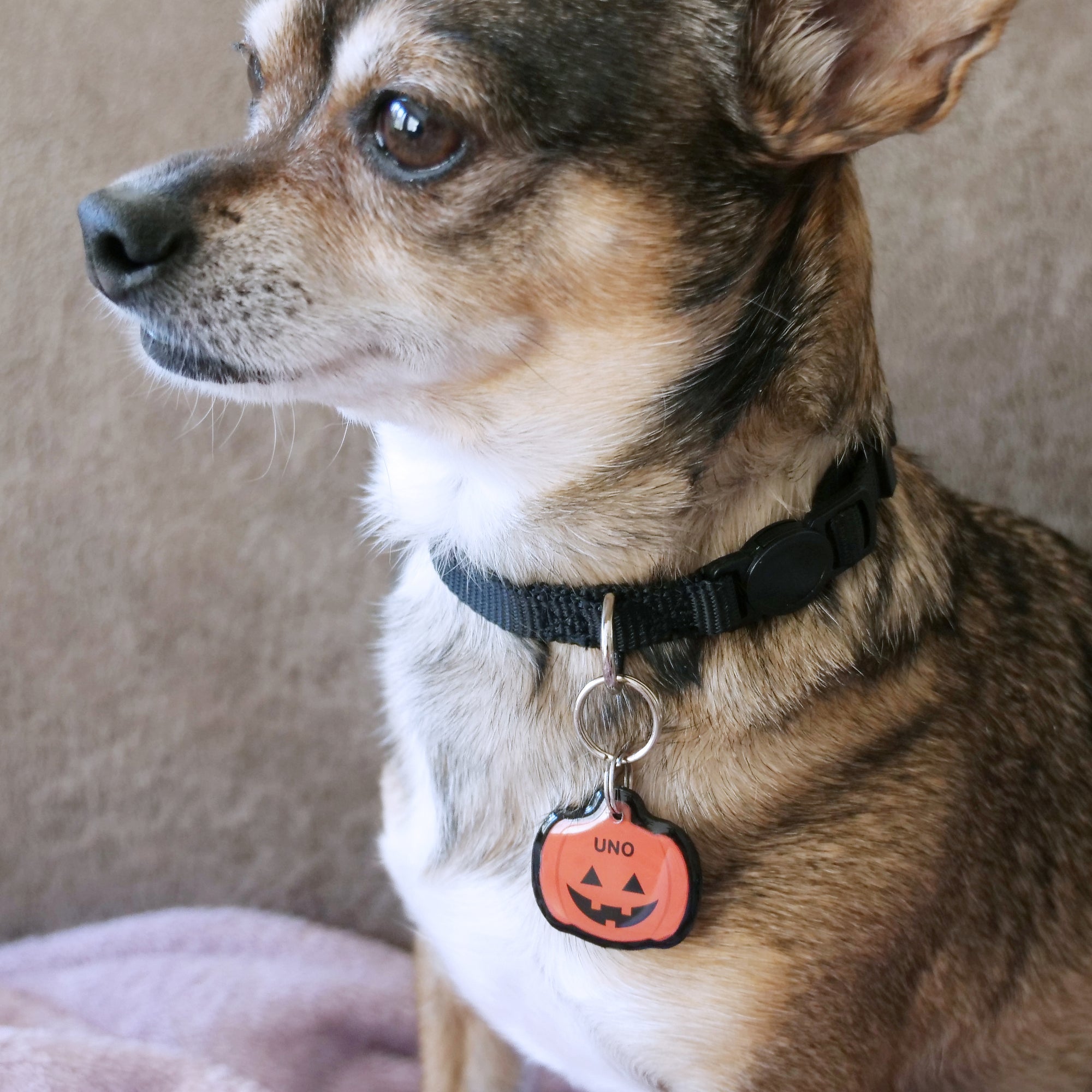 Jack-O-Lantern Pet ID Tag - Pixsqueaks