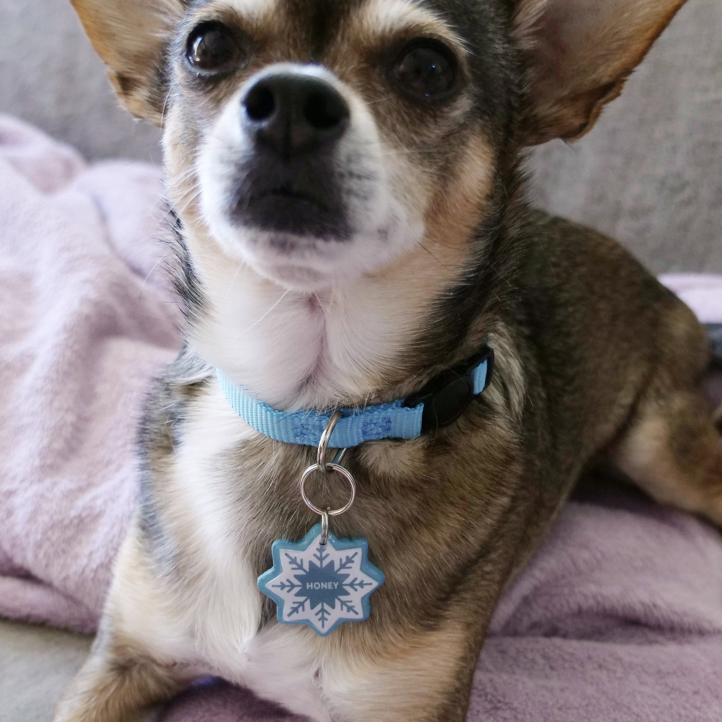 Snowflake Pet ID Tag - Pixsqueaks