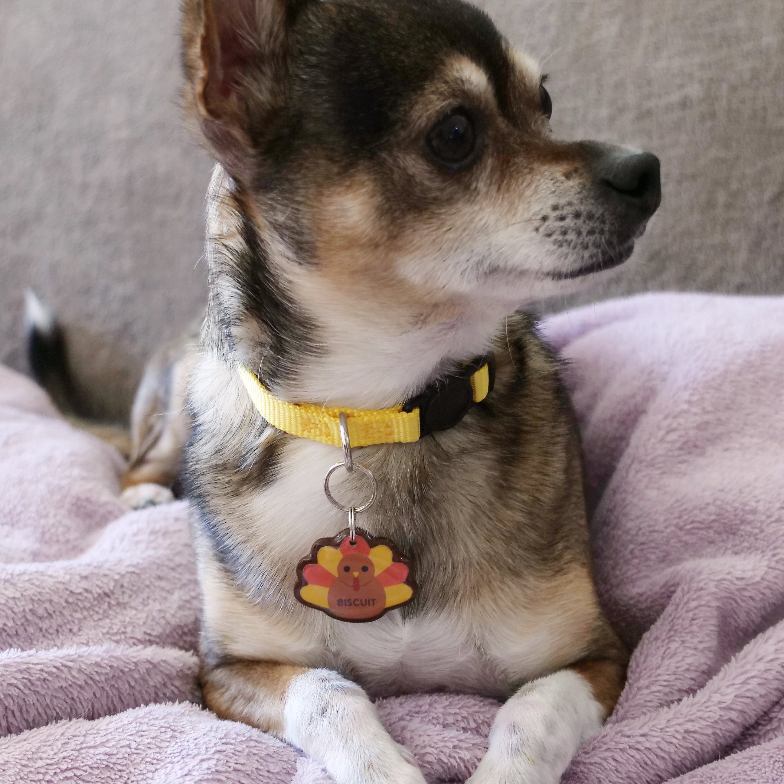Turkey Pet ID Tag - Pixsqueaks